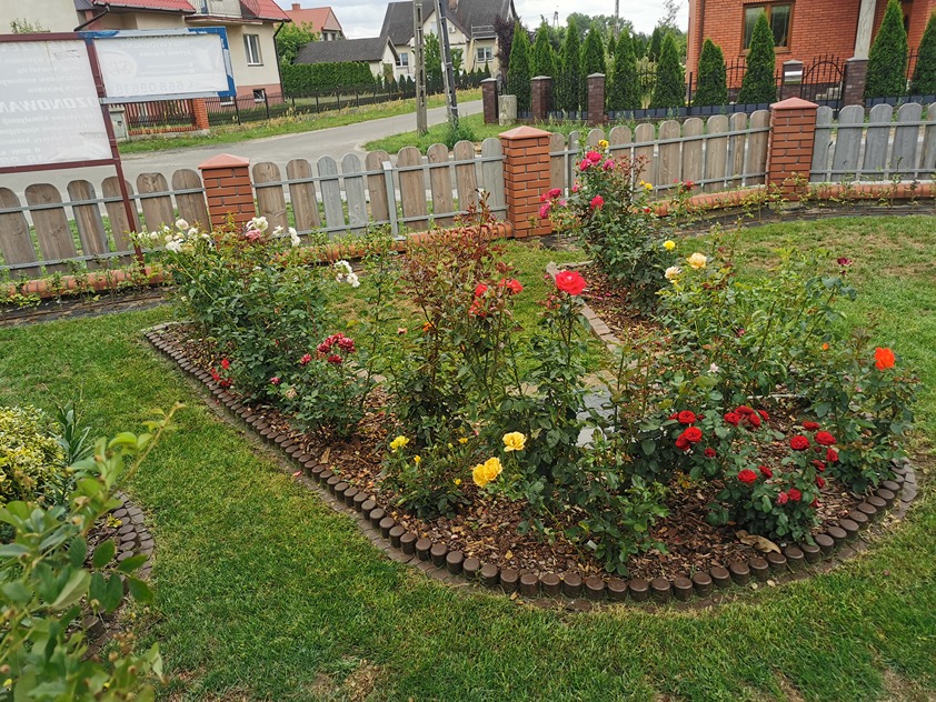 róża w ogrodzie róża w ogrodzie