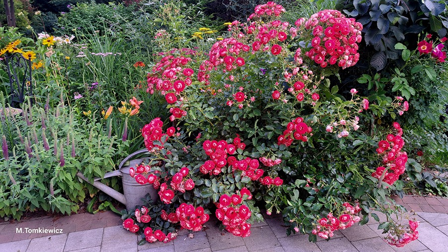 róża w ogrodzie róża w ogrodzie