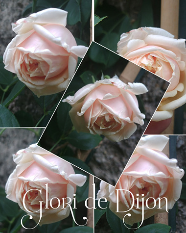 róża w ogrodzie róża w ogrodzie