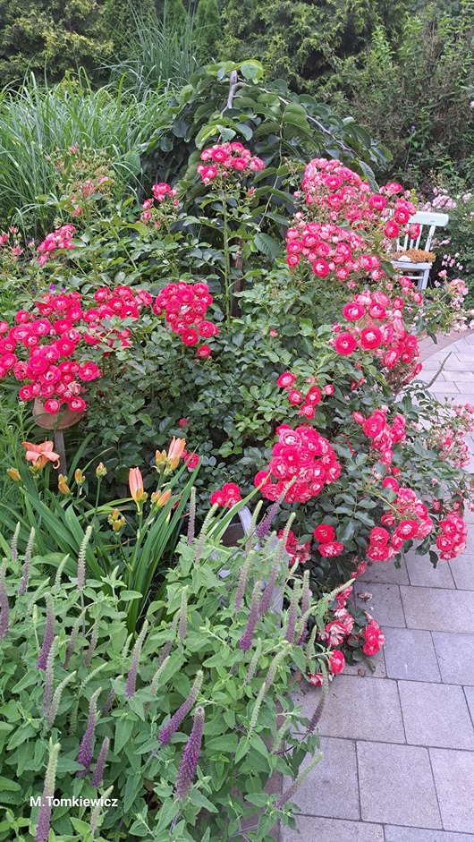 różana rabata różana rabata