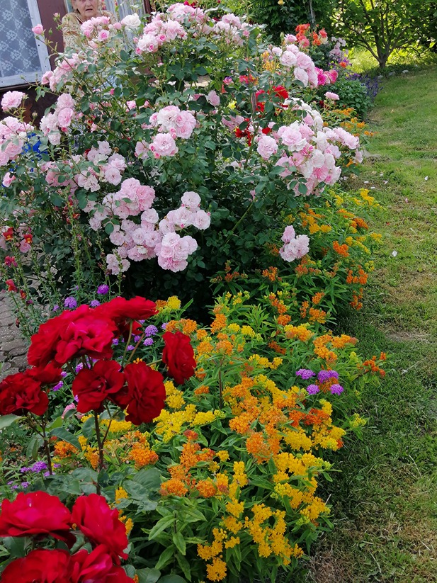 różana rabata różana rabata