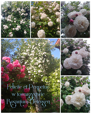 różana rabata różana rabata