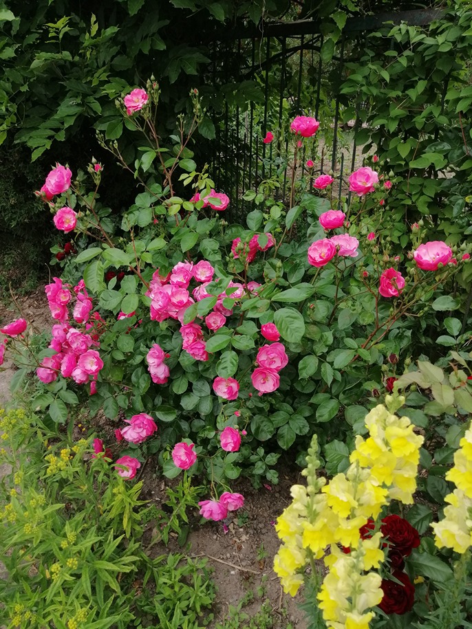 różana rabata różana rabata