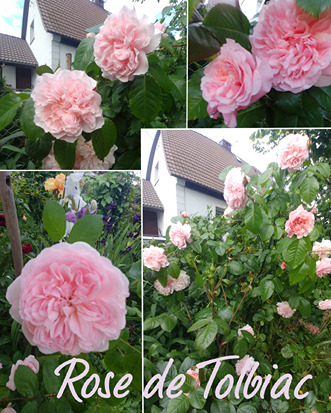 różane ogrody różane ogrody