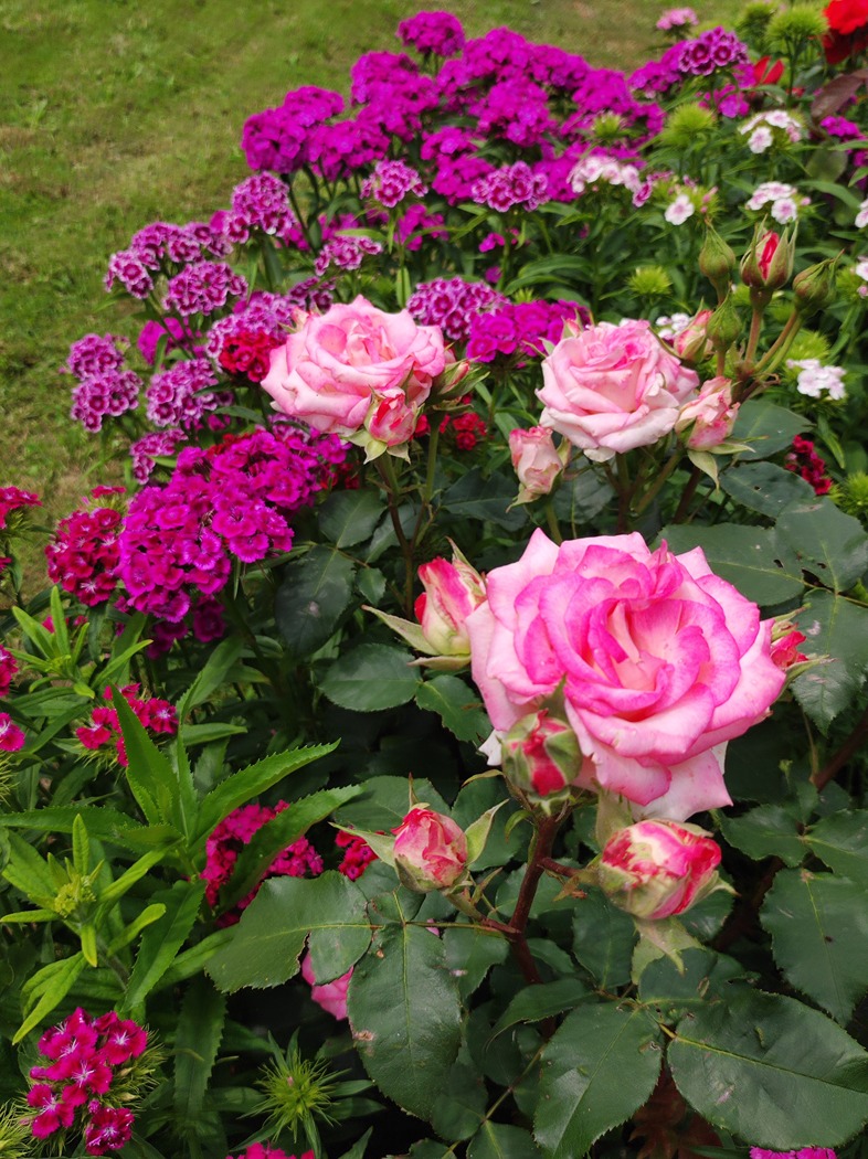 różane ogrody różane ogrody