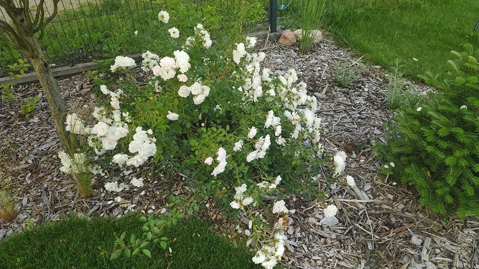 różane ogrody różane ogrody