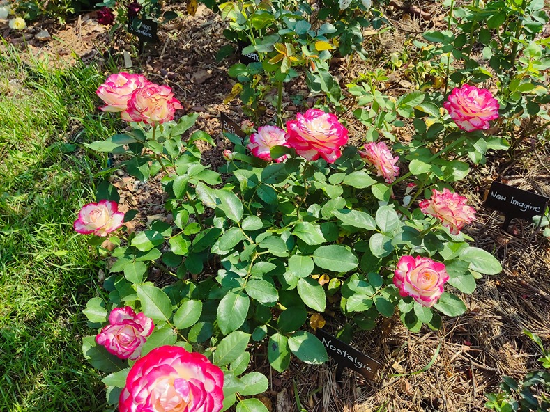 różane ogrody różane ogrody