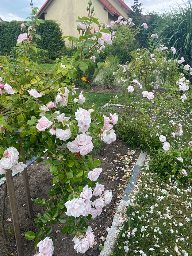 różane ogrody różane ogrody