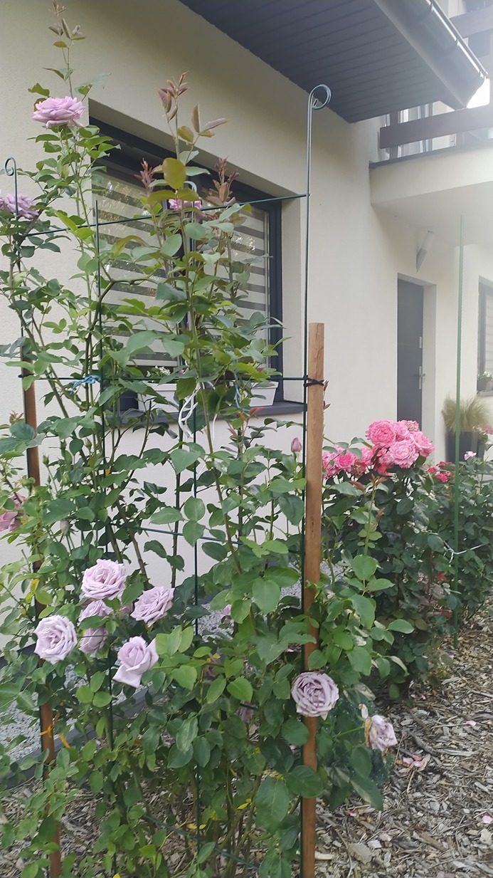 różane ogrody różane ogrody