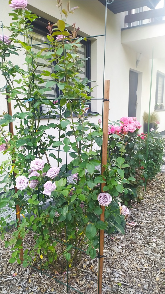 różane ogrody różane ogrody