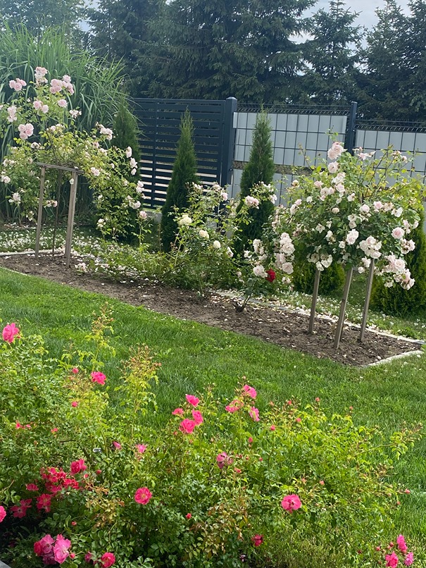 różane rabaty różane rabaty