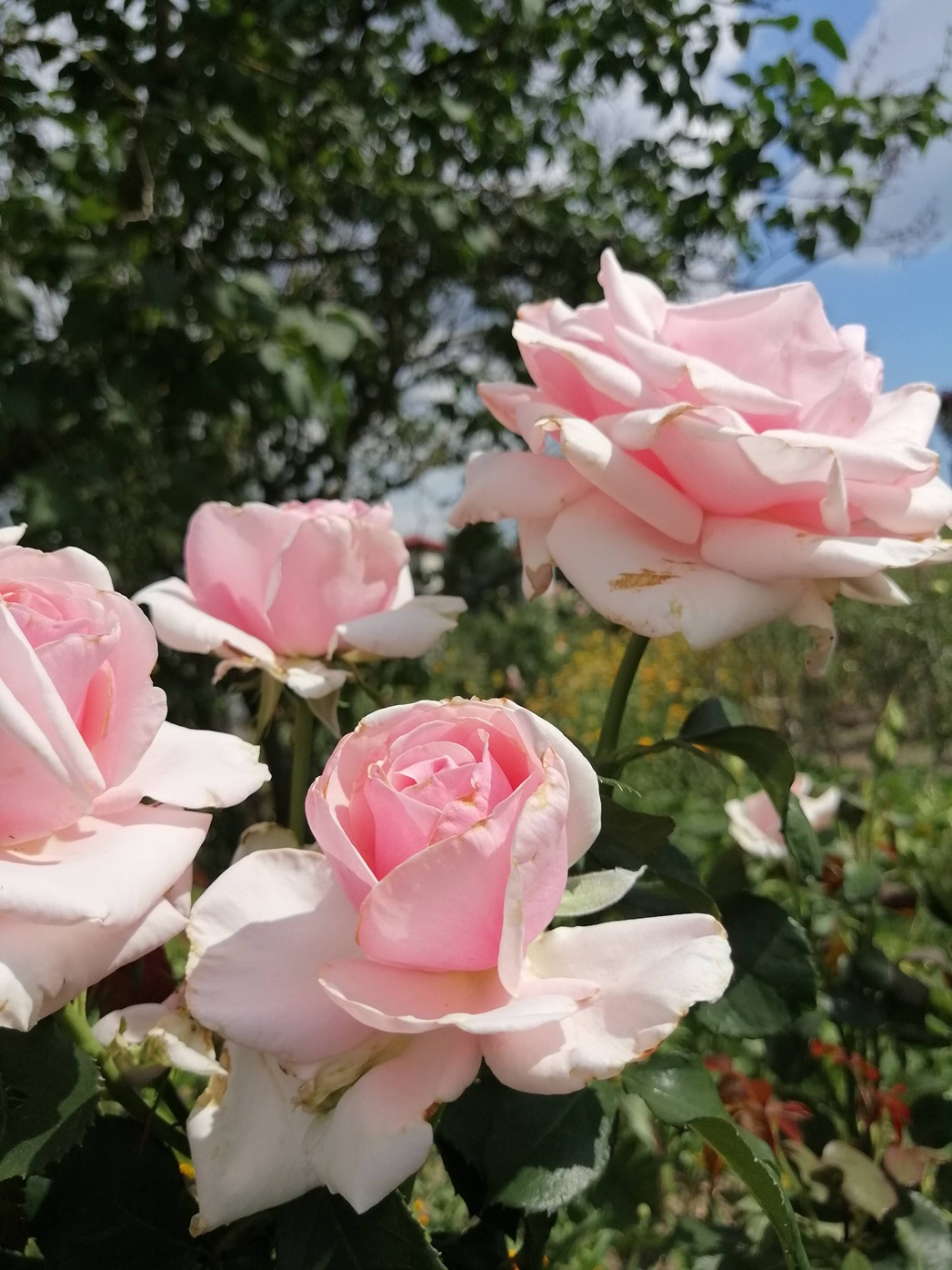 różane rabaty różane rabaty