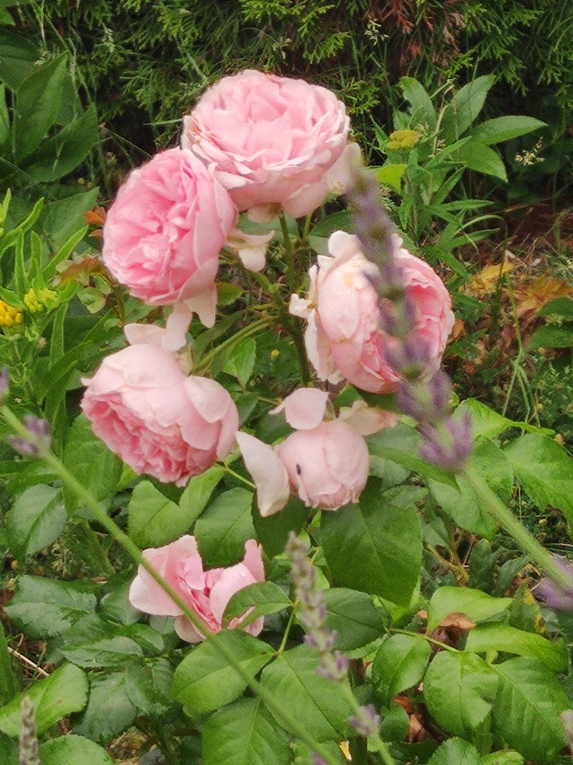 różane rabaty różane rabaty