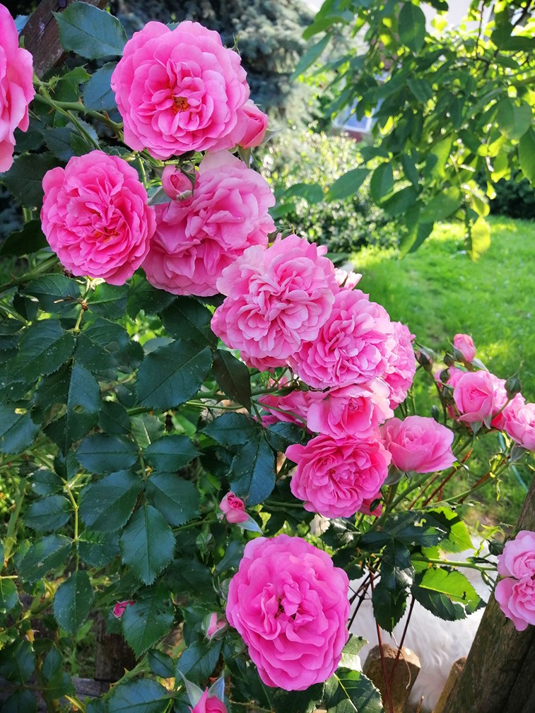 różane rabaty różane rabaty