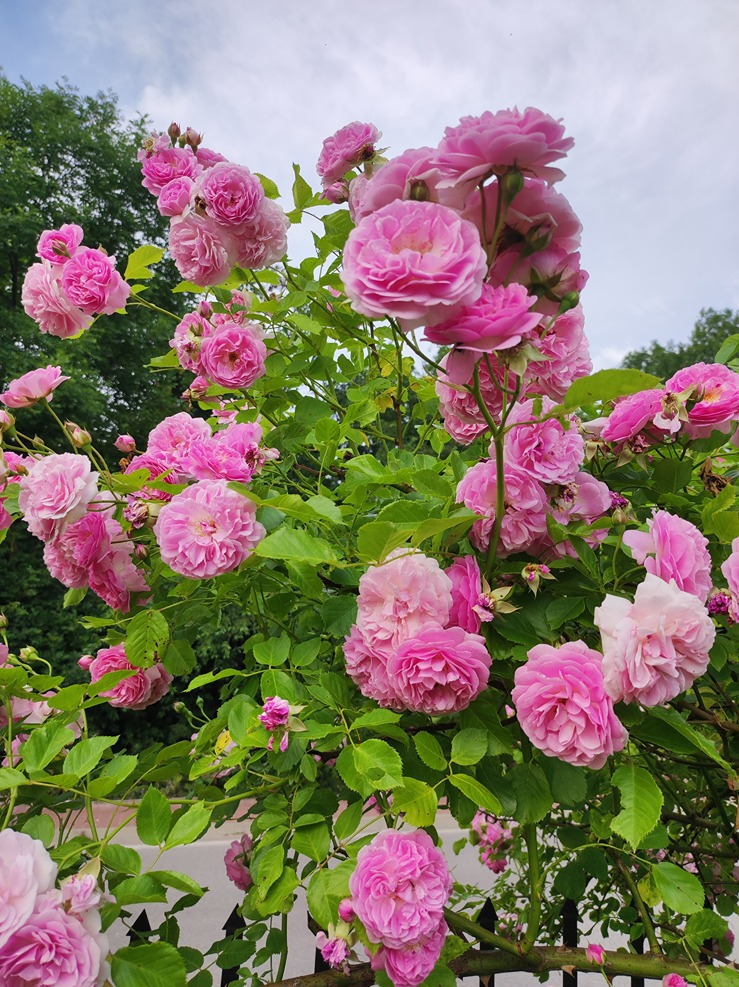 różany ogród różany ogród