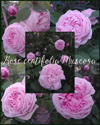 różany ogród różany ogród