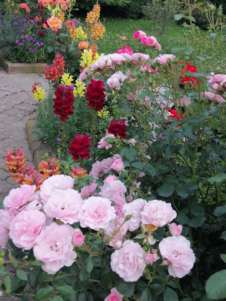 różany ogród różany ogród