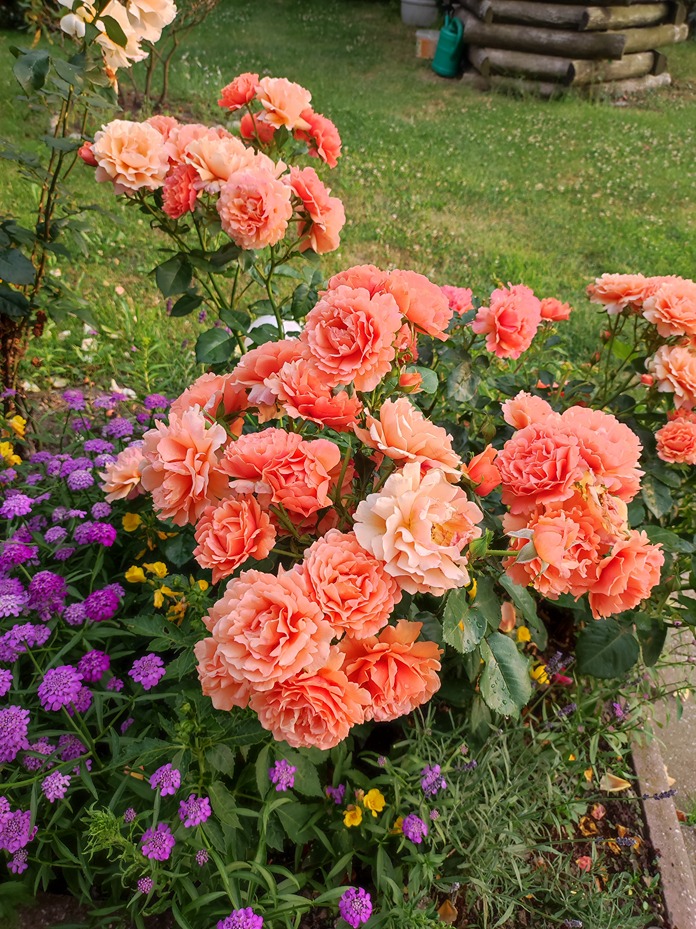 różany ogród różany ogród