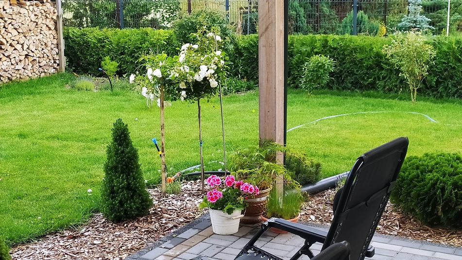 róże w ogrodzie róże w ogrodzie