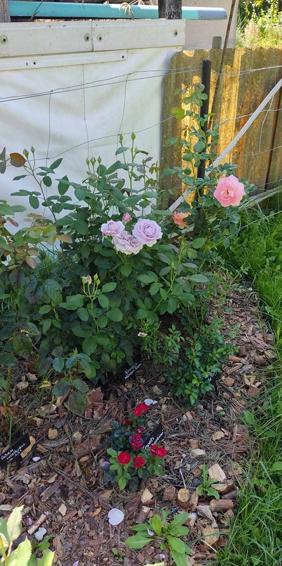 róże w ogrodzie róże w ogrodzie