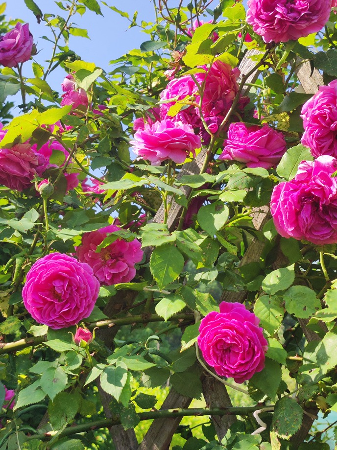 róże w ogrodzie róże w ogrodzie