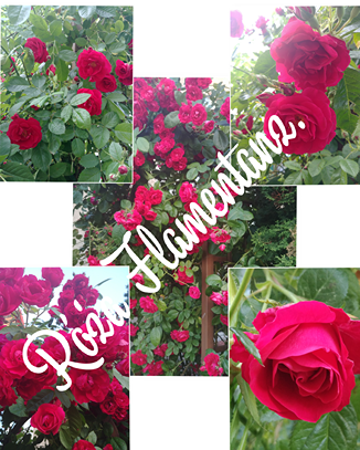 róże w ogrodzie róże w ogrodzie