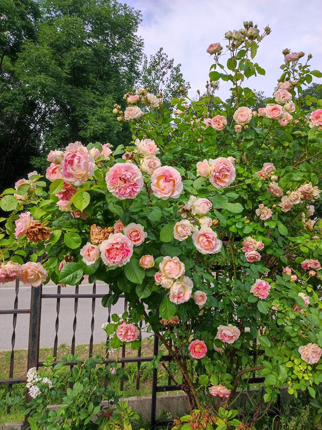 róże w ogrodzie róże w ogrodzie