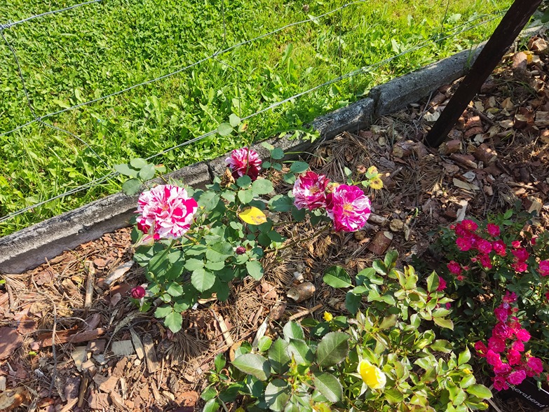 róże w ogrodzie róże w ogrodzie