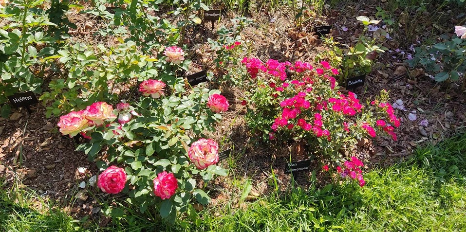 róże w ogrodzie róże w ogrodzie