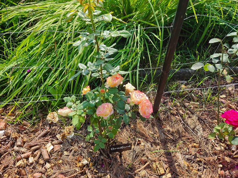 róże w ogrodzie róże w ogrodzie