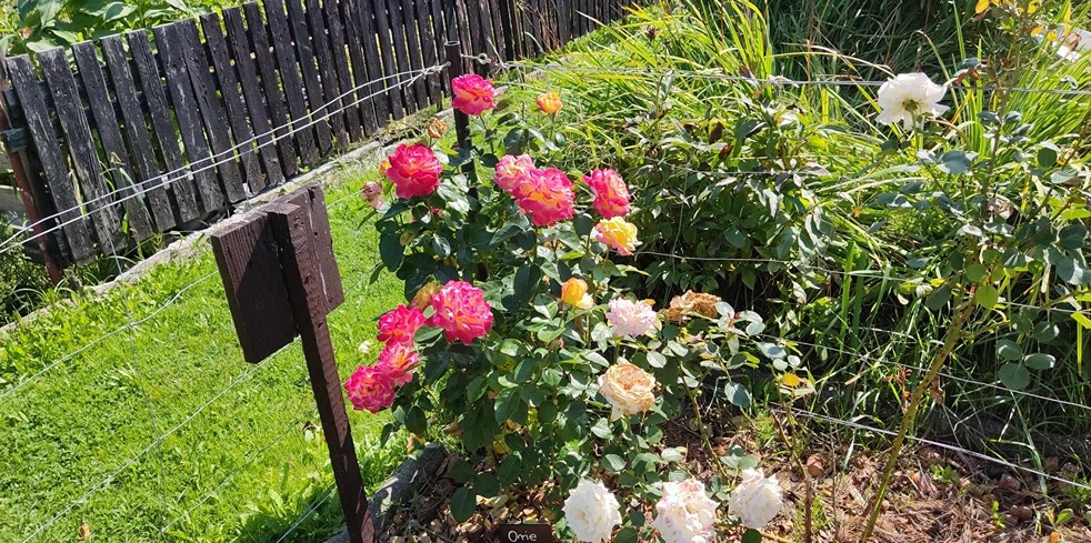 róże w ogrodzie róże w ogrodzie