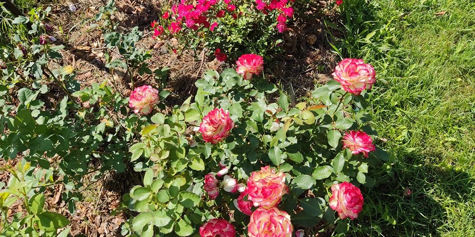 róże w ogrodzie róże w ogrodzie