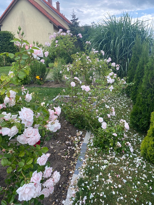 sadzenie róż sadzenie róż