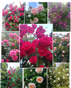 sadzenie róż sadzenie róż