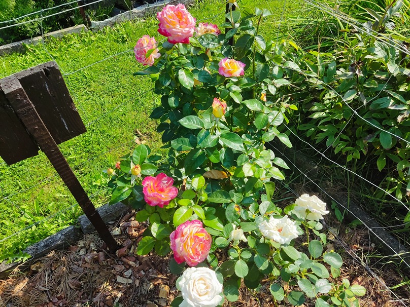 sadzenie róży sadzenie róży