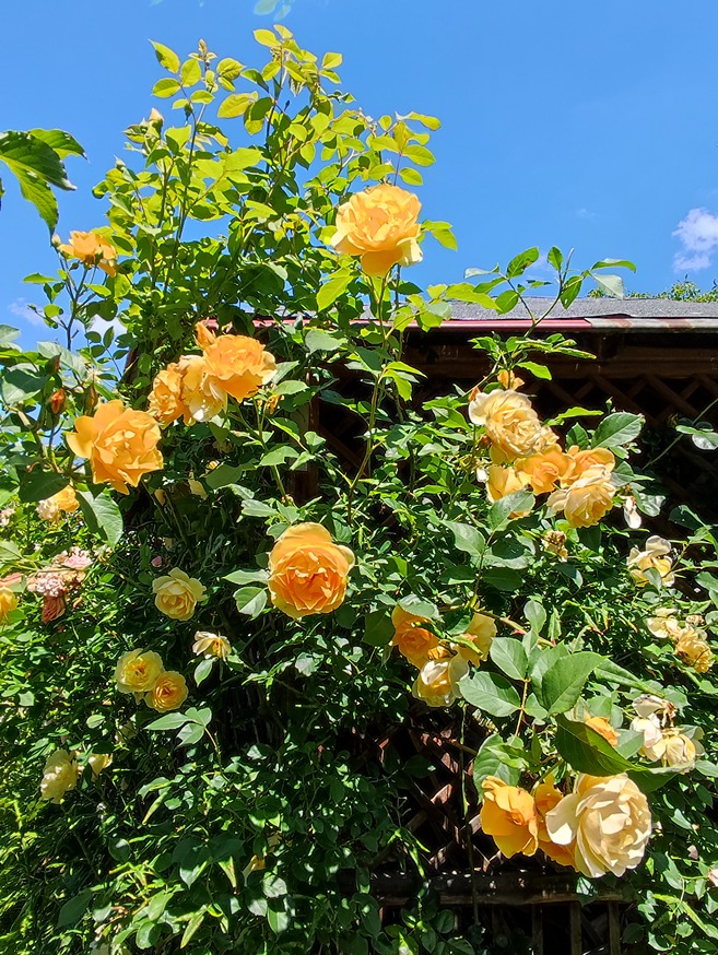 sadzenie róży sadzenie róży