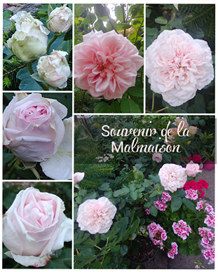 sadzenie róży sadzenie róży