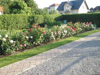 dojazd do domu wśród róż