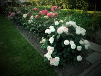 najpiękniejsze są róże