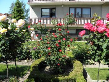 bukszpanowe obrzeża dla róż