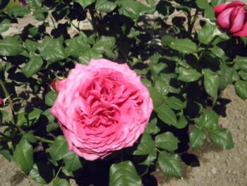 róża old Fragrance