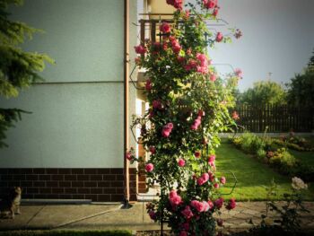 róża pnąca rosarium