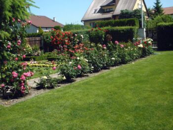 róże na tle trawnika