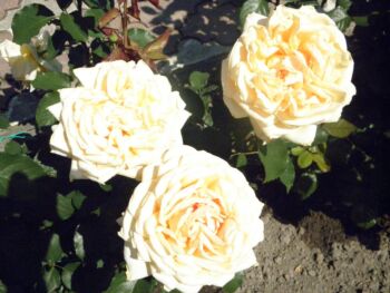 róża yellow charles austin