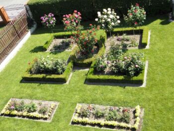 rabatowa kompozycja różana