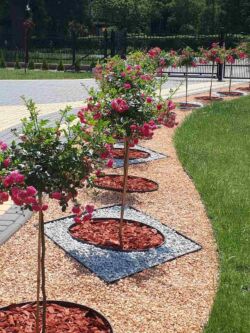 alejka z róż piennych