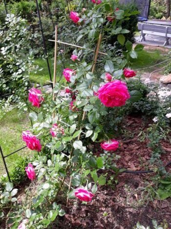 czerwona róża pnąca