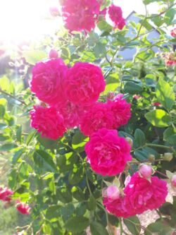 kwiaty róży super excelsa