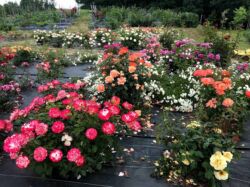 niskie róże ogrodowe