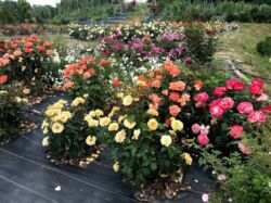 ogrody z różami